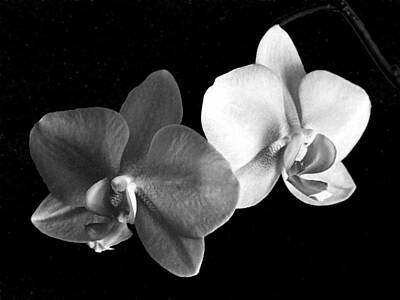 Floral Photos - Orchid in black and white by Steve Karol