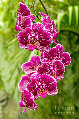 Desert Plants Royalty Free Images - Orchids Royalty-Free Image by Kate Brown