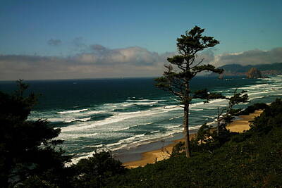 Birds Royalty-Free and Rights-Managed Images - Oregon Coast by Jeff Swan