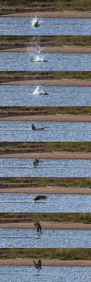 Birds Photos - Osprey in Action by Ernest Echols