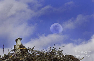 Gaugin - Osprey In Nest With Moon by J L Woody Wooden