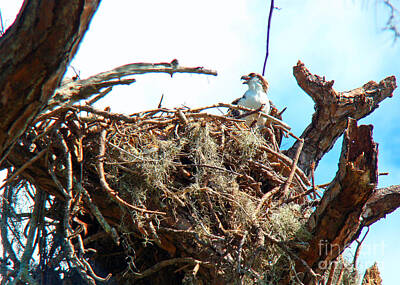 Distressed Us Flags - Osprey in Nest by Nancy L Marshall
