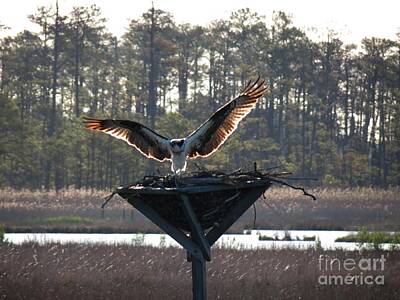 Ingredients Rights Managed Images - Osprey Landing Royalty-Free Image by Rrrose Pix