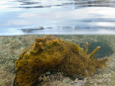 Af Vogue Rights Managed Images - Over-under split shot of marine slug in seaweed Royalty-Free Image by Stephan Pietzko