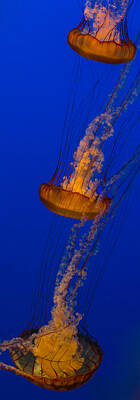 Beach Photo Rights Managed Images - Pacific Sea Nettles in a row Royalty-Free Image by Scott Campbell