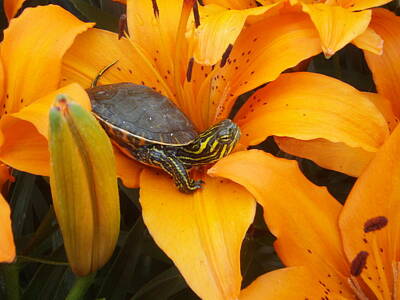 Recently Sold - Reptiles Photos - Painted Lilly by James Peterson