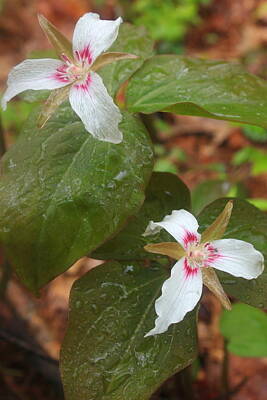 Printscapes - Painted Trilliums in Rain by John Burk