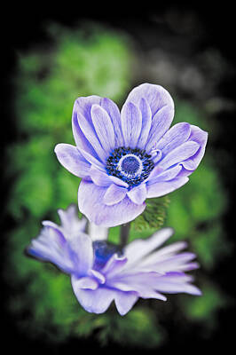 Dainty Daisies - Pale Blue Flower by Mark Llewellyn