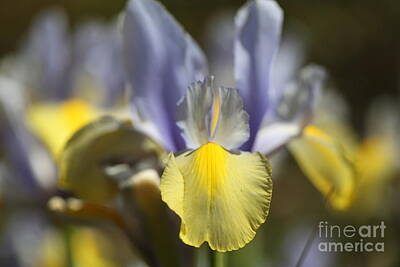 Classical Masterpiece Still Life Paintings Rights Managed Images - Pale blue iris Royalty-Free Image by Nicholas Burningham