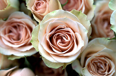 Roses Photo Royalty Free Images - Pale Pink Roses Royalty-Free Image by Kathy Yates