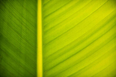 Wild Horse Paintings - Palm leaf macro abstract by Adam Romanowicz