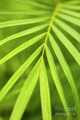 Florals Photos - Palm tree leaf on green by Elena Elisseeva