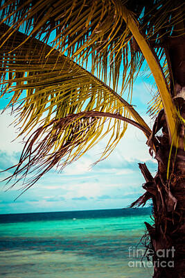 Spot Of Tea - Palm tree over blue sea by Mariusz Prusaczyk