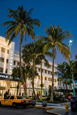 Kids Cartoons - Palm Trees on Lincoln Road by Alan Marlowe