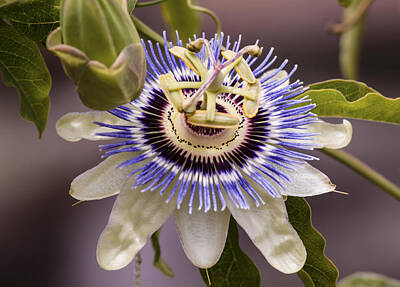 Traditional Bells Rights Managed Images - Passiflora Caerulea Royalty-Free Image by Caitlyn  Grasso