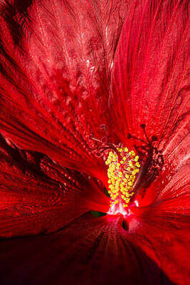 Floral Photos - Passionate Ruby Red Silk by Georgia Mizuleva