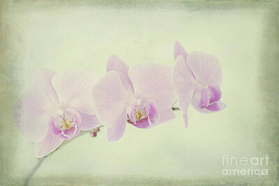 Las Vegas - Pastel Orchids by Alana Ranney
