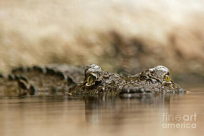 Reptiles Royalty Free Images - Pay attention Royalty-Free Image by Christine Sponchia