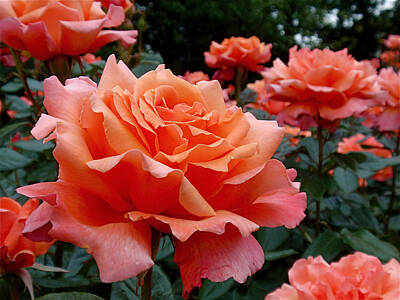 Roses Photos - Peach Roses by Rona Black