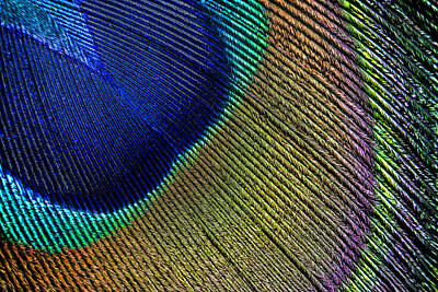 Birds Royalty-Free and Rights-Managed Images - Peacock Feather Macro by Adam Romanowicz