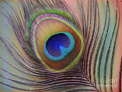Everett Collection - Peacock Feather by Savannah Gibbs