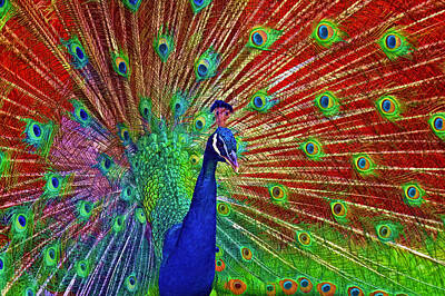 Little Painted Animals - Peacock in front of Red Barn by Jerry Gammon