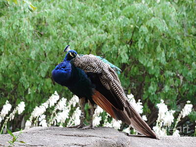 Birds Royalty Free Images - Peacock on a Rock 2 Royalty-Free Image by Heather Jane