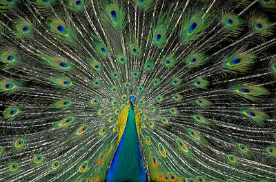 Just Desserts Rights Managed Images - Peacock on LSD Royalty-Free Image by Carl Purcell