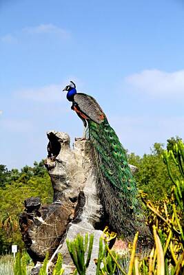 The Masters Romance - Peacock On The Rocks by Renee Sinatra