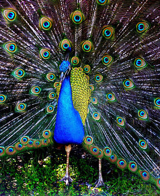 Coffee Royalty Free Images - Peacock Proud Royalty-Free Image by Susan Duda