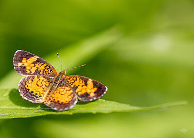 Everet Regal Royalty-Free and Rights-Managed Images - Pearl Crescent notecard by Everet Regal