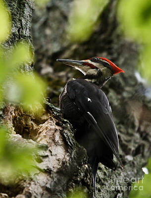 Bath Time Rights Managed Images - Peeking at Mr. Pileated Royalty-Free Image by Cheryl Baxter