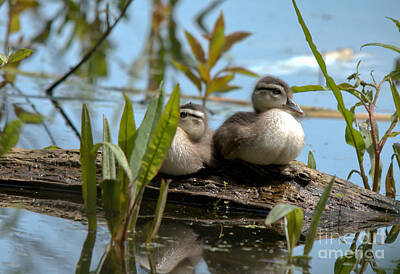 Rights Managed Images - Peeking Ducks Royalty-Free Image by Cheryl Baxter