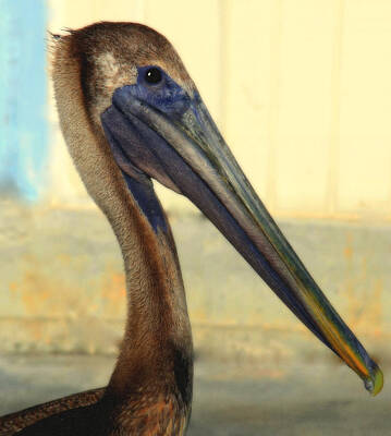 Animals Photo Royalty Free Images - Pelican Bill Royalty-Free Image by Karen Wiles