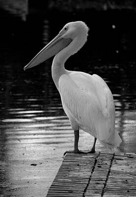 Nailia Schwarz Food Photography - Pelican in the Dark by Laurie Perry