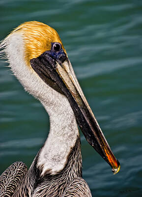 Mark Myhaver Royalty-Free and Rights-Managed Images - Pelican Profile No.40 by Mark Myhaver