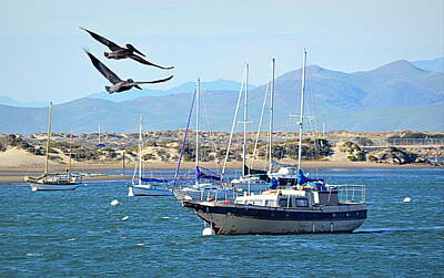 Just In The Nick Of Time Rights Managed Images - Pelicans Over Morro Bay Royalty-Free Image by AJ  Schibig