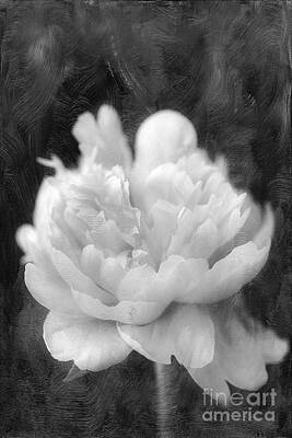 Modern Sophistication Minimalist Abstract Rights Managed Images - Peony  Black and White Royalty-Free Image by Darren Fisher