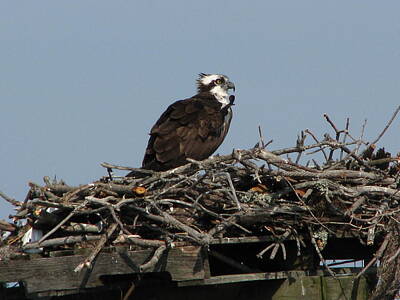 Laundry Room Signs - Perched Osprey by Michelle Ashman