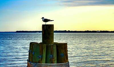 Monochrome Landscapes - Perched Seagull by Debra Forand