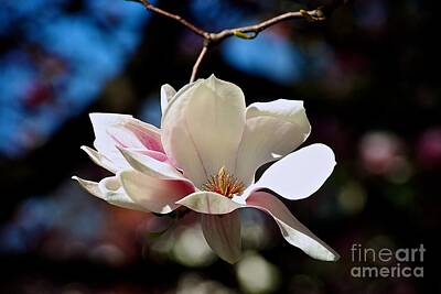 Frank J Casella Royalty-Free and Rights-Managed Images - Perfect Bloom Magnolia by Frank J Casella
