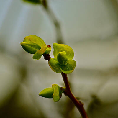 College Basketball Stadiums - Persimmon Tree Buds by Bill Owen