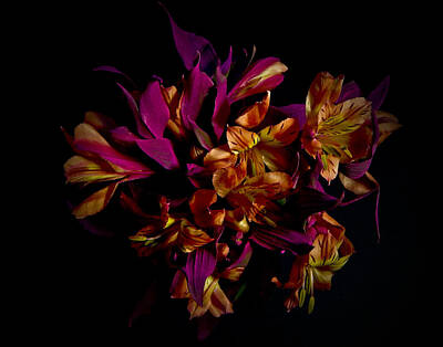 Lilies Royalty-Free and Rights-Managed Images - Peruvian Dark Fantazy Still Life Flower Art Poster by Lily Malor
