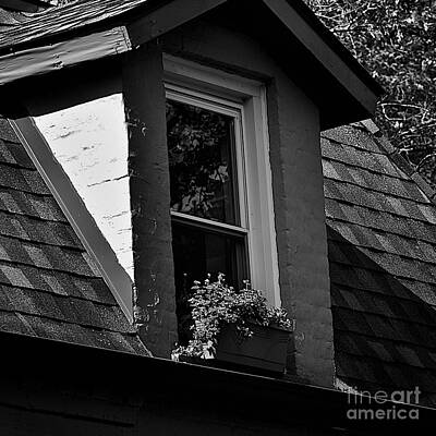 Recently Sold - Frank J Casella Photos - Petals in the View - Black and White by Frank J Casella