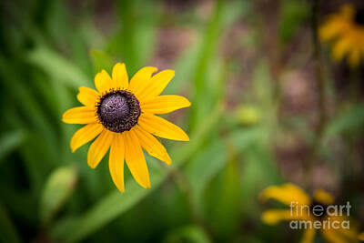 Recently Sold - Sunflowers Photos - Pewaukee Sunflower by Andrew Slater