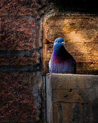 Birds Photos - Pigeon of the City by Bob Orsillo