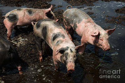Woodland Animals - Pigs in the mud by Nick  Biemans