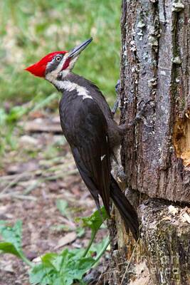 Art History Meets Fashion Rights Managed Images - Pileated Woodpecker in the Spring Royalty-Free Image by John Harmon