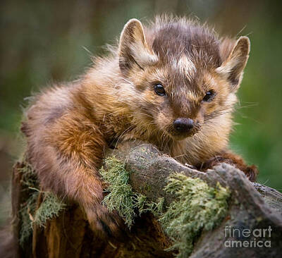 Landscapes Kadek Susanto Royalty Free Images - Pine Marten Royalty-Free Image by Jerry Fornarotto