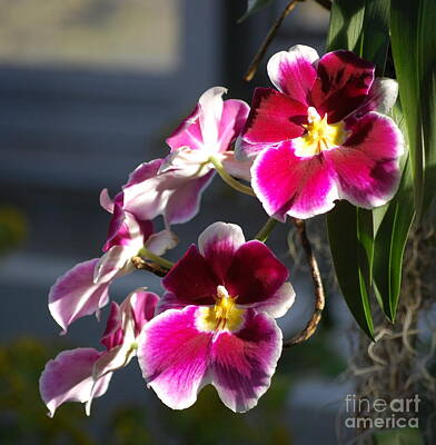 Ethereal - Pink and White Orchids by Nancy Mueller